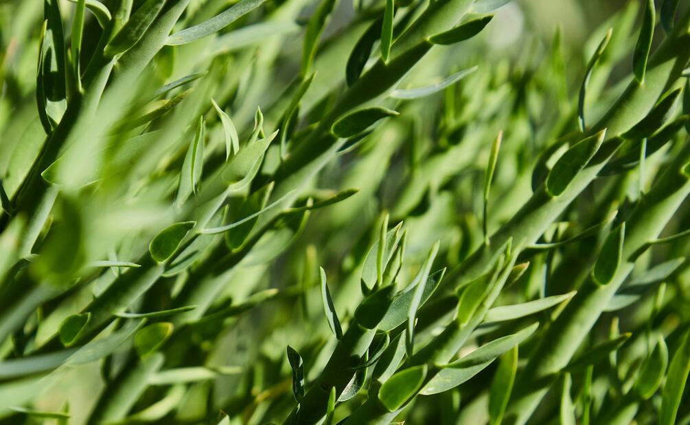 Así puedes sustituir el cilantro en tus comidas. Foto: Pexels