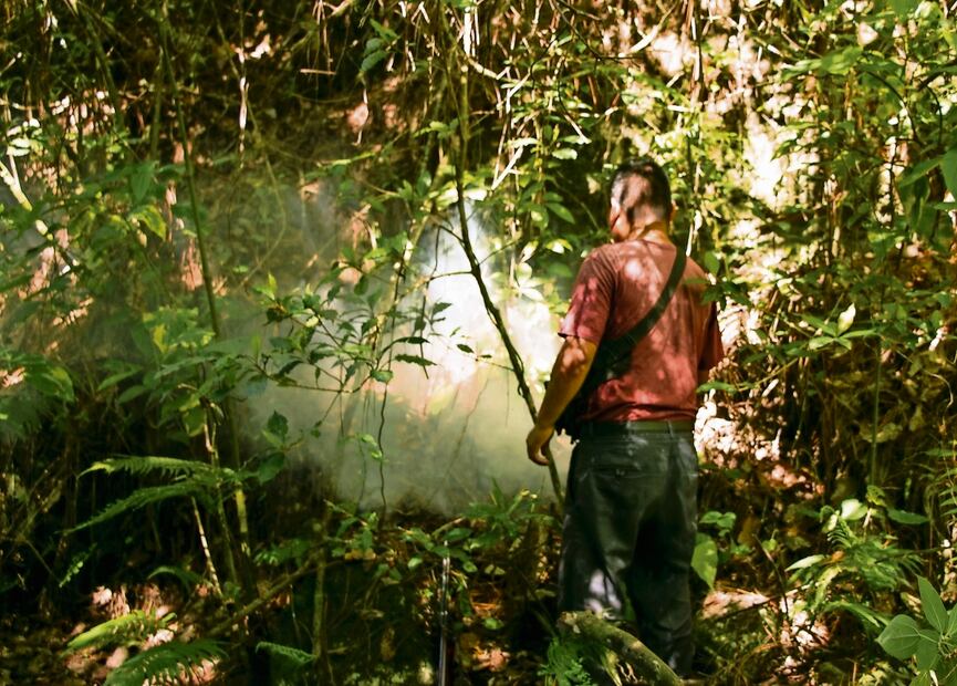 Para encontrar estos insectos es necesario caminar hacia el bosque donde el jumil habita entre la hojarasca, en la corteza de los árboles secos o en las raíces de las plantas. Salen con el humo del fuego. Foto: Juana García | El Unversal