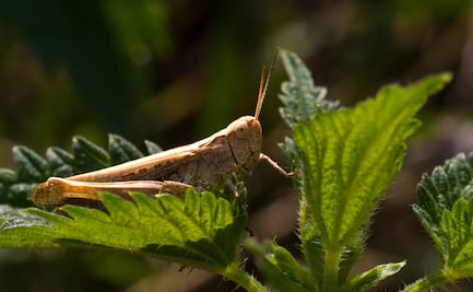 ¿Qué significa encontrarte un chapulín? Conoce algunas interpretaciones