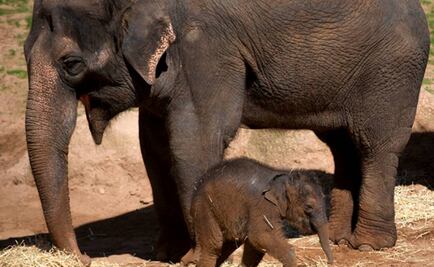 ¿Por qué los elefantes son más resistentes al cáncer?