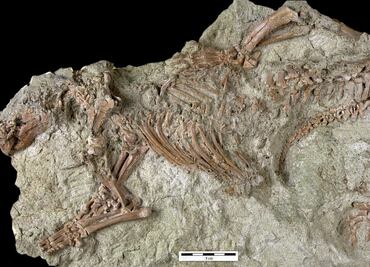 Hallan fósil de hace 66 mil años de extraño mamífero que nombraron "Bestia Loca"