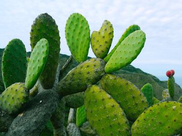 Cómo comer nopal para evitar la cruda