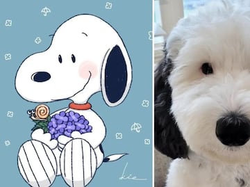 "Bayley", la perrita viral en internet por su gran parecido a Snoopy