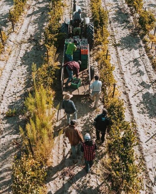 Pouya Wines, un proyecto enológico hecho por mujeres mexicanas