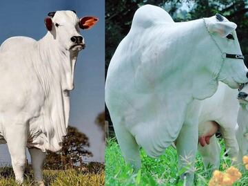 “La más cara del mundo”: Venden una vaca valuada en millones de dólares
