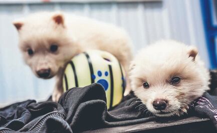 Desextinción: el lobo terrible y el dilema ético