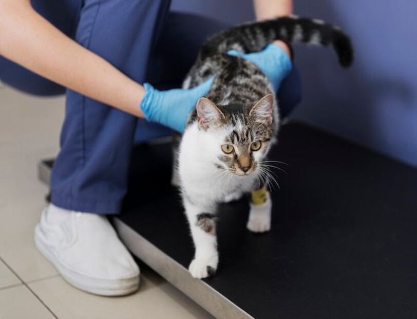 La diarrea en gatos puede ser un problema preocupante. Fuente: Freepik.