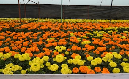 Cempasúchil, la flor de la vida y la muerte