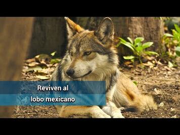 El lobo mexicano ya no está en peligro de extinción
