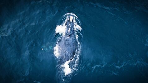 “The Wild Ones”: Apple TV+ estrena la serie que revela la lucha por salvar a las especies en peligro