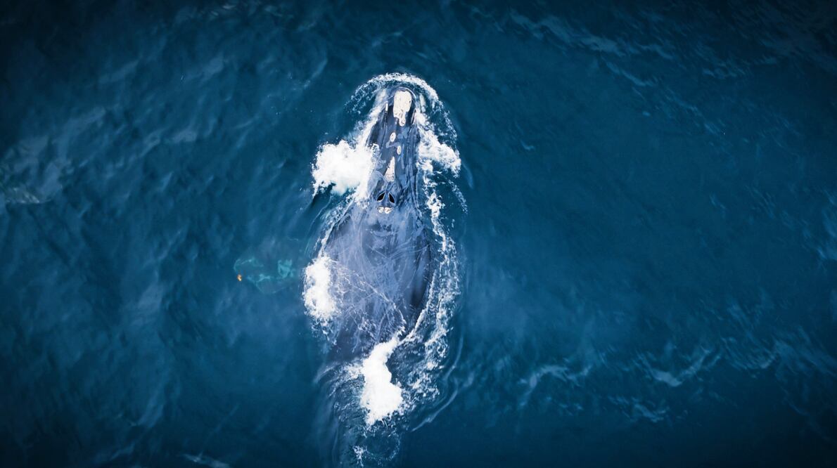 Con cámaras remotas, drones térmicos y etiquetas de cámara subacuáticas siguen a especies como la ballena franca del Atlántico Norte. Foto: Apple TV+