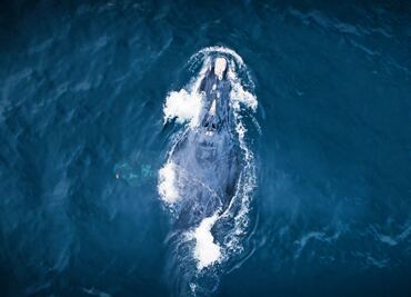“The Wild Ones” pone la lente en especies amenazadas