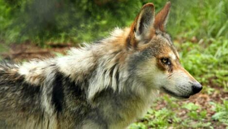 Nacen siete crías de Lobo Mexicano en zoológico de la CDMX