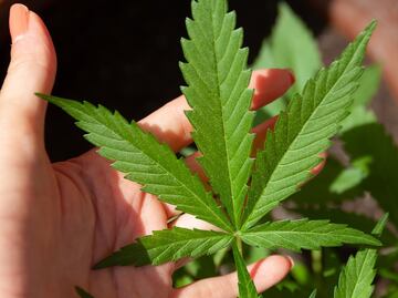 Alemania aprueba la legalización parcial del cannabis; ¿cuándo entra en vigor?