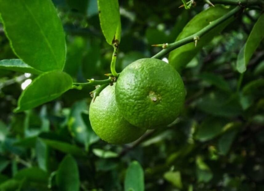 Así puedes germinar las semillas del limón, olvídate de comprarlo en el super