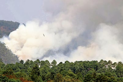 Incendios forestales arrasan 4.4 mil hectáreas en el estado