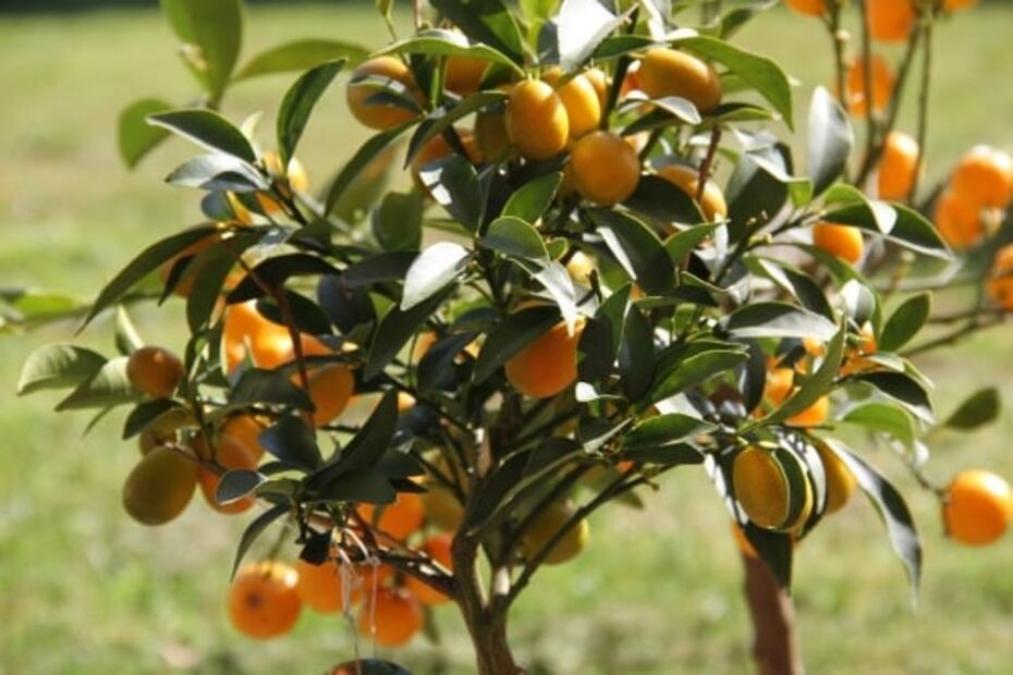 ¿Conoces el kumquat? Descubre este cítrico