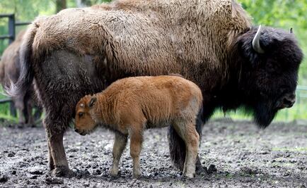 Sacrifican a cría de bisonte por intromisión de turistas