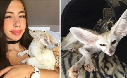 Youtuber obliga a zorrito a ser vegano; la critican por fotos que lo muestran desnutrido