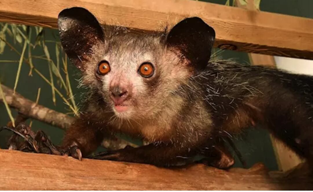 Foto: DUKE LEMUR CENTER