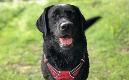 Conoce la razón por la que los perros se huelen la cola