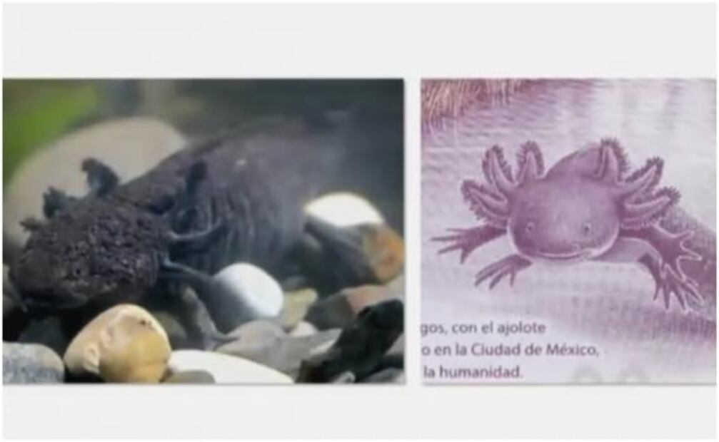 Así es el nuevo billete de 50 pesos que ya circula en México
