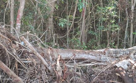 Exigen freno a tala masiva de selva para obras del Tren Maya; advierten riesgo para acuífero subterráneo