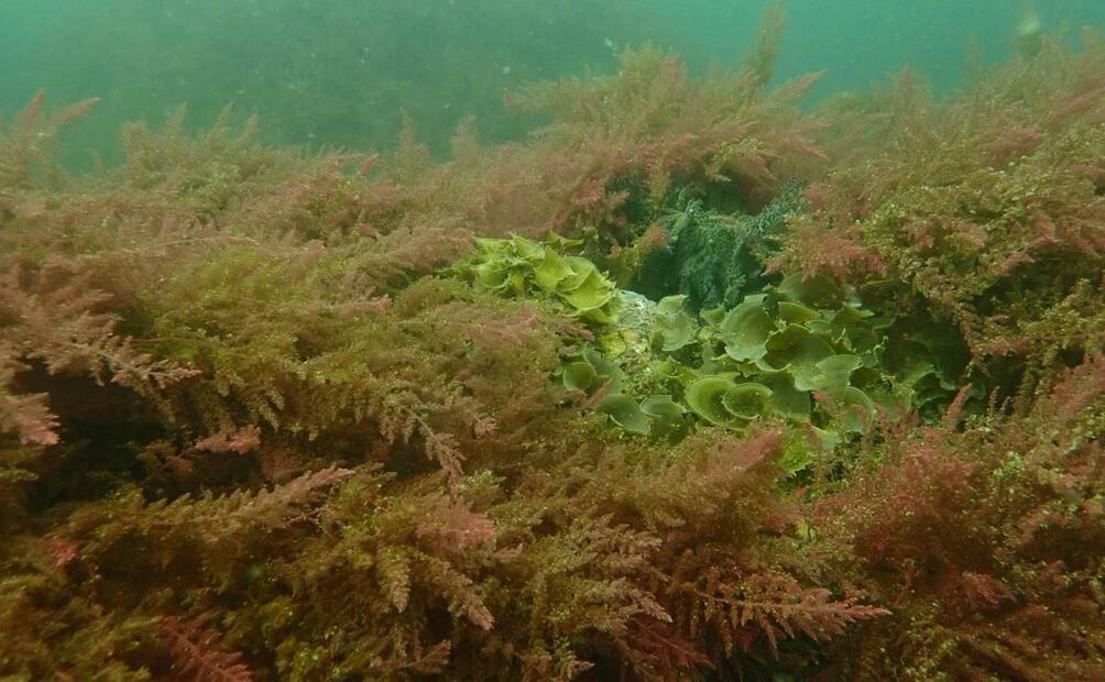Bosque de macroalgas en Isla Tortuga.
| Crédito: Fabio Favoreto