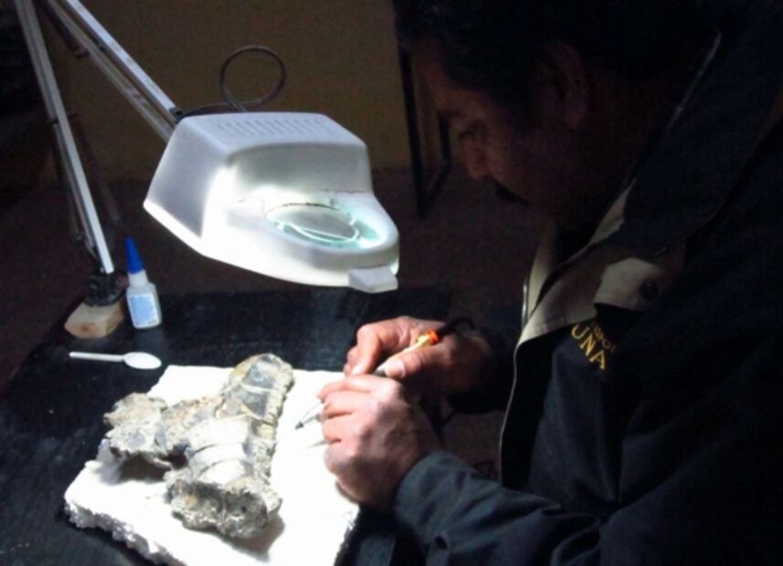 Identifican en México una nueva especie de dinosaurio que vivió hace 73 millones de años