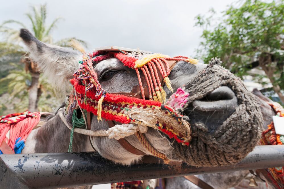 Burritos en  el pueblo de Mijas, en Málaga.  (Foto: Istock)