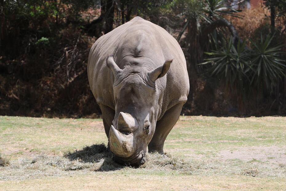 Los zoológicos proporcionan atención médica inmediata a los animales que albergan. Foto Napoleón Fillat