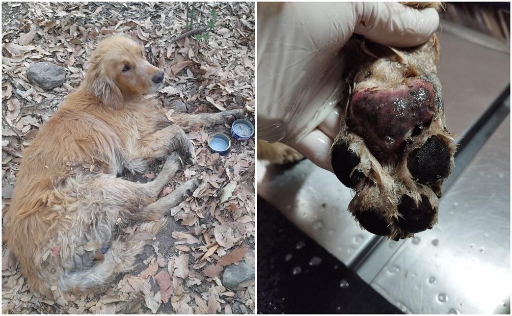 El perrito sufrió quemaduras de primero y segundo grado en los cojines de sus patas. Foto: EL UNIVERSAL