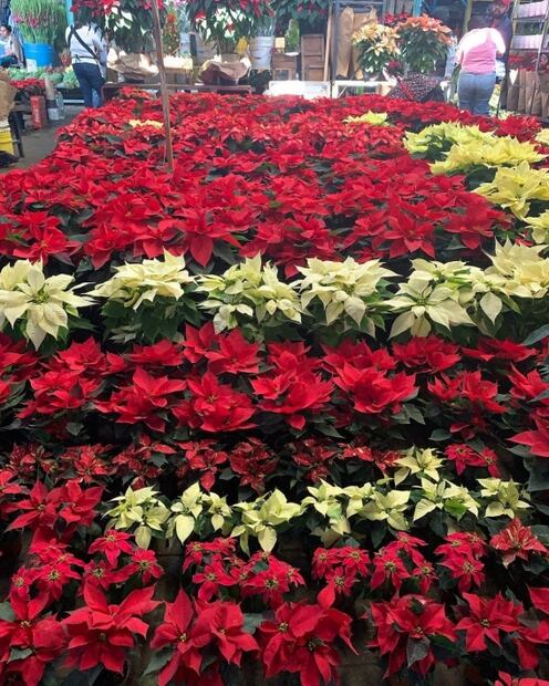 Compras y comilonas navideñas en el Mercado de Jamaica 