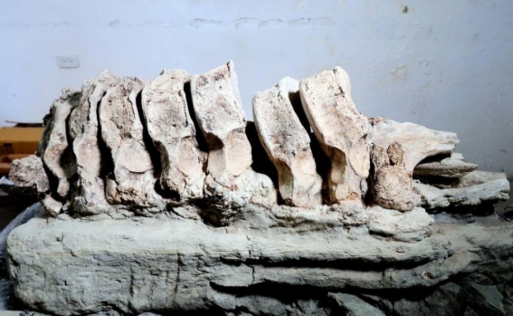 Revelan hallazgo de posibles restos de mamut en Puebla