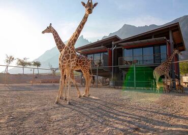 Jirafa Benito: 3 parques en México donde puedes convivir con jirafas