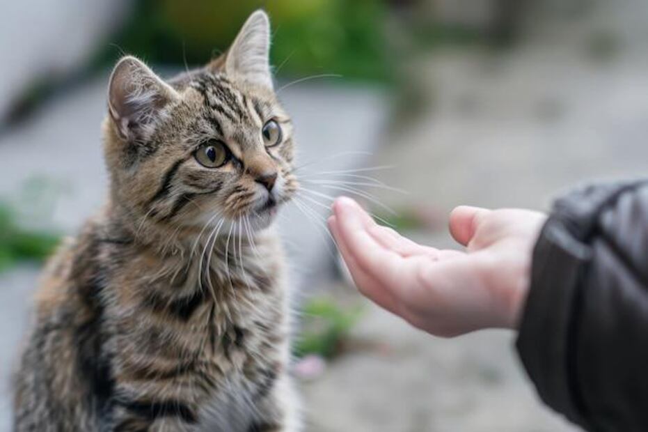 No todos los castigos son efectivos ni beneficiosos para los gatos. Fuente: Freepik.