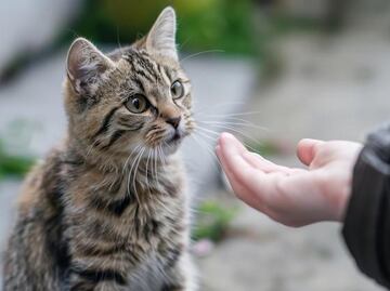 Estos son los gestos que entienden los gatos, según estudio científico