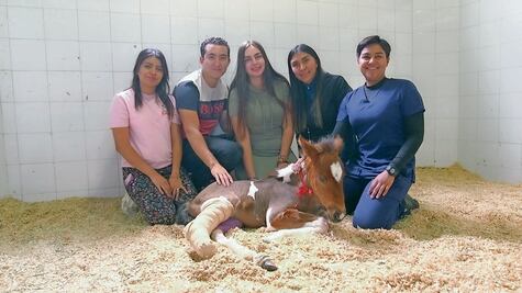 Prótesis, una opción para no sacrificar caballos