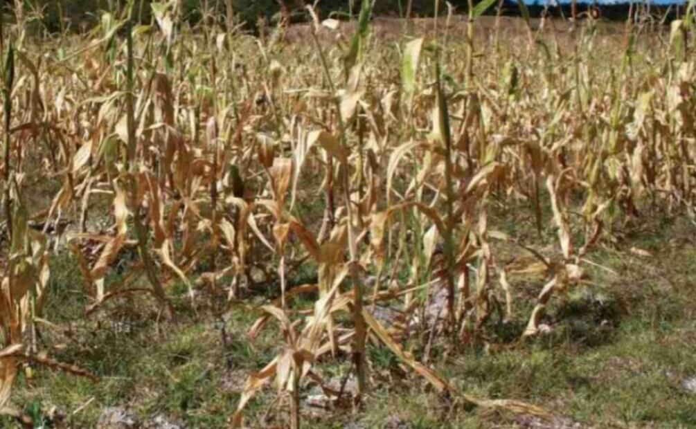 En Yucatán se esperan temperaturas de hasta 40 grados (12/02/2025). Foto: Especial