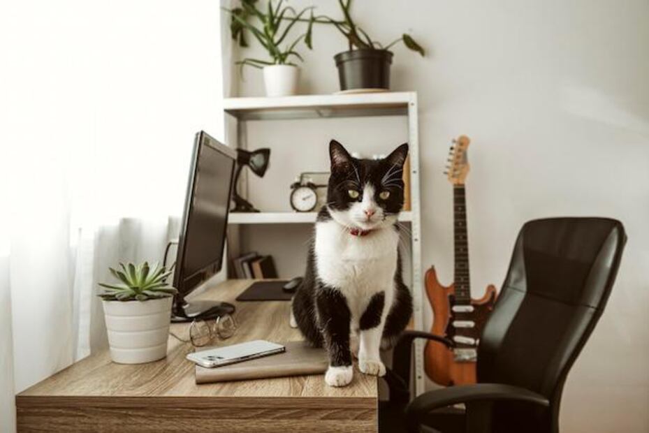 Un especialista ofrece su opinión acerca del consumo de aceitunas entre los gatos. Fuente: Freepik.