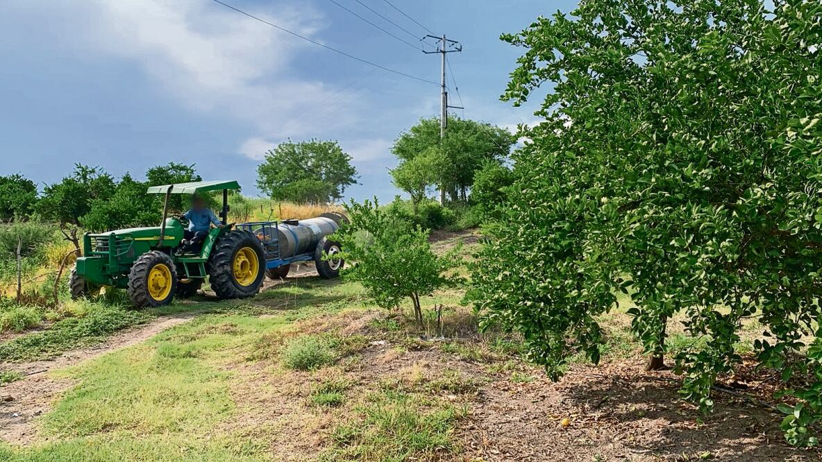 El Valle de Apatzingán produce alrededor de 900 mil toneladas de limón al año y los criminales cobran al productor y al empacador, de acuerdo con autoridades estatales. Fotos: Carlos Arrieta | El Universal