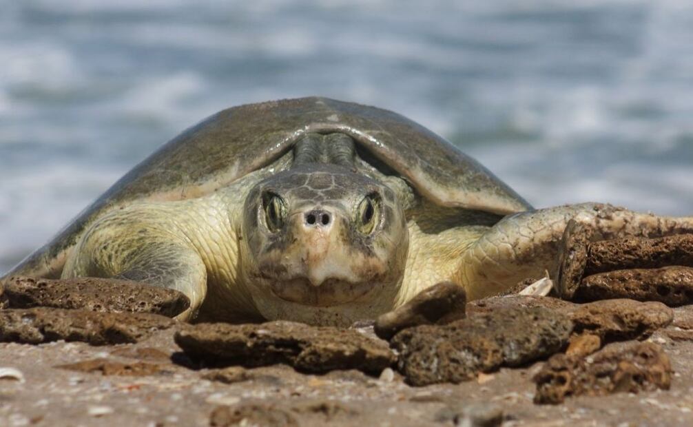 Liberan 45 mil crías de tortuga lora en playas de Tamaulipas (22/06/2025). Foto: Especial