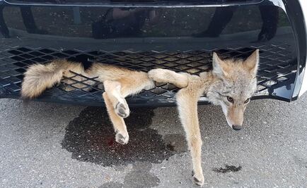 Coyote viaja en la parrilla de un coche y sale ileso; video se hace viral