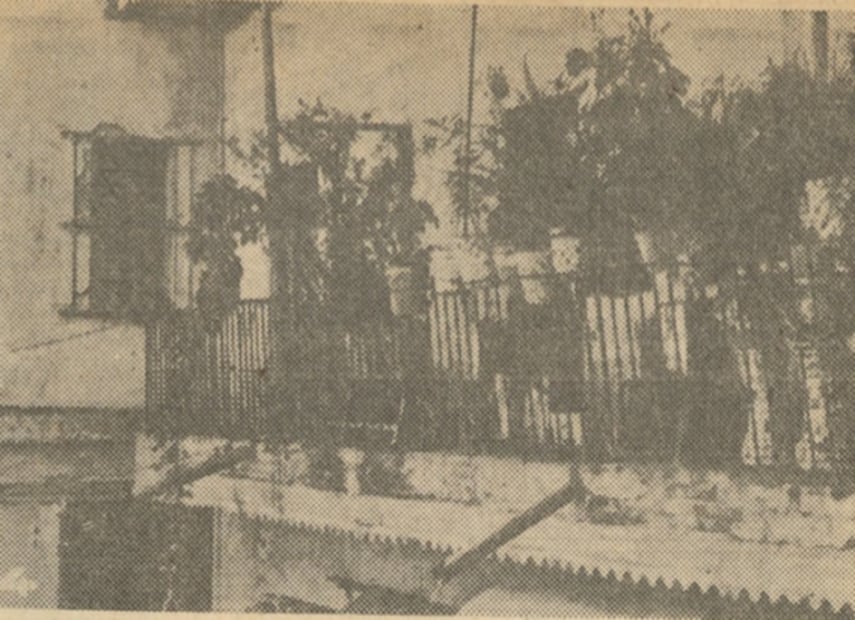 La historia de un excéntrico adinerado que vivió 38 años en soledad y consumiendo sólo leche y pan