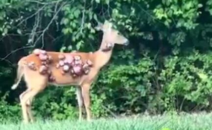 Captan a ciervos con protuberancias en la piel; conejos y ardillas también presentan virus del papiloma de Shope