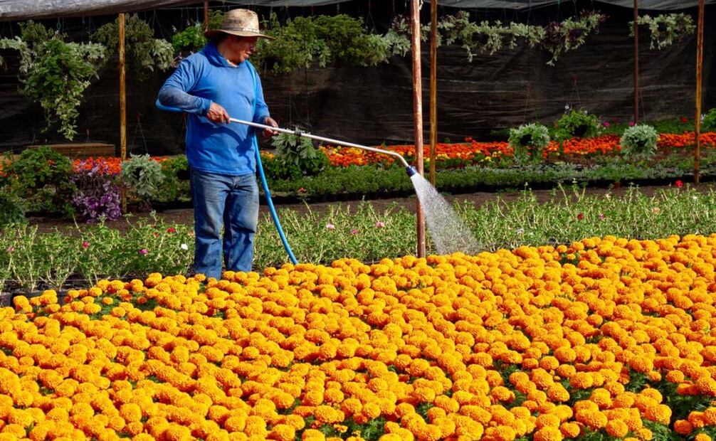 Más de 140 floricultores venden sus productos (29/10/2024). Foto: Especial