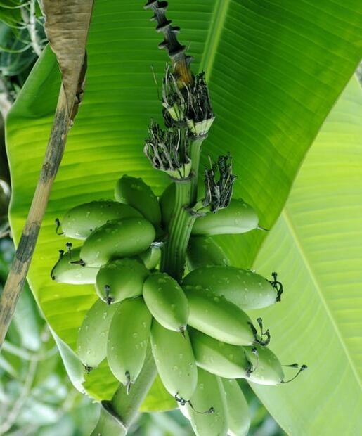 Conoce los beneficios de las hojas de plátano
