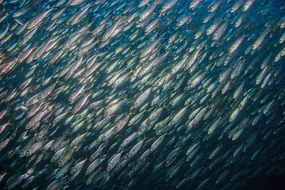 Saqueo de las sardinas. Foto de  Octavio Aburto
