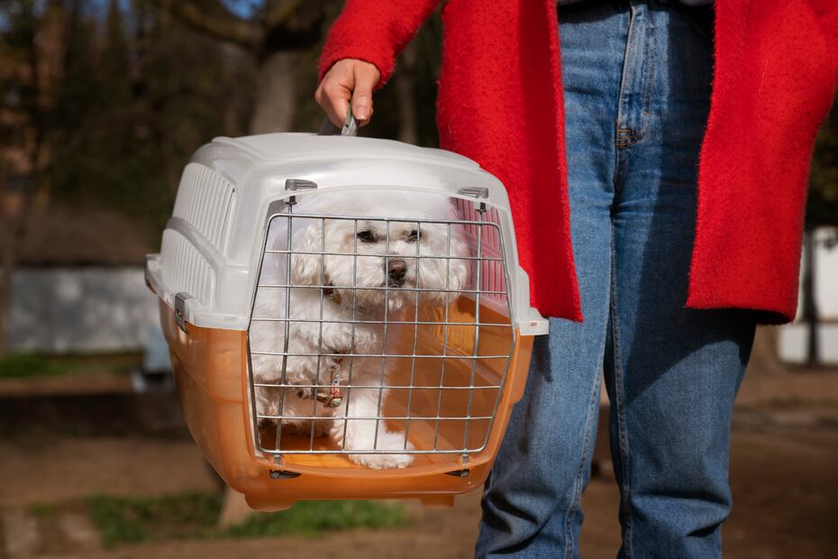 Jaula transportadora para perro
Foto: Freepik