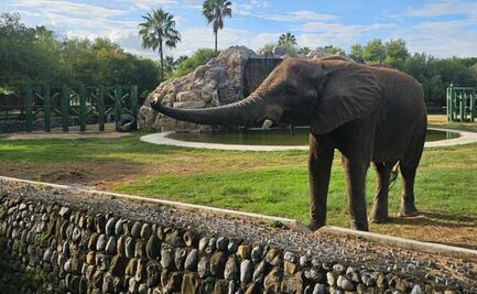Profepa levanta clausura del zoológico “La Pastora” en NL tras cierre por negligencia a la osa “Mina”; “está cumpliendo”, señala